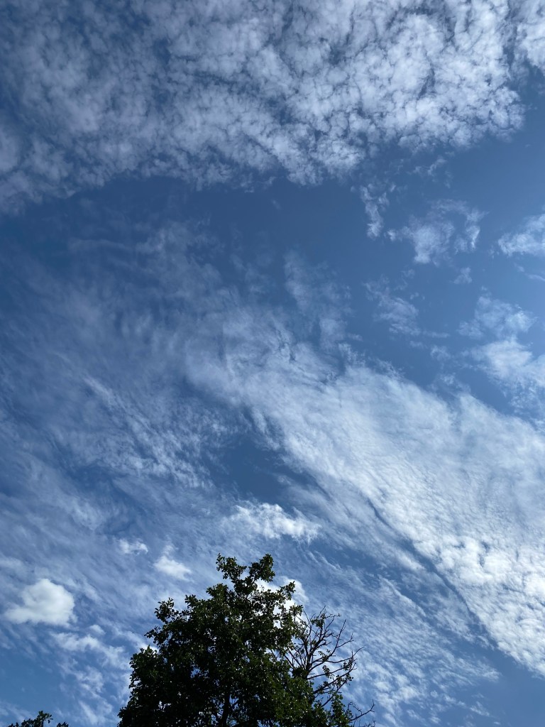 Big Sky over a tree top.