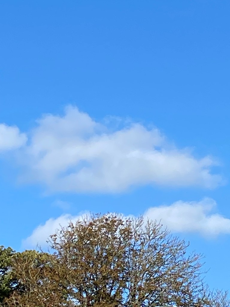 Sky, clouds, and trees. 