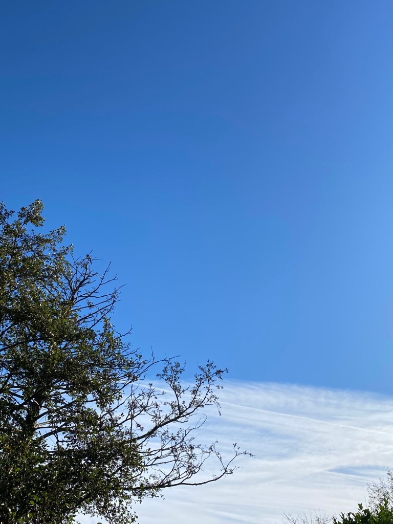 A clear sky above some trees and a cloud bank. 