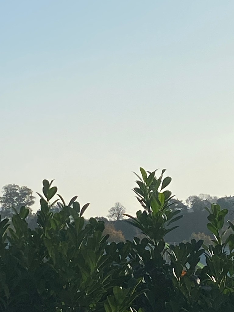 Tree silhouette on a distant Hill.