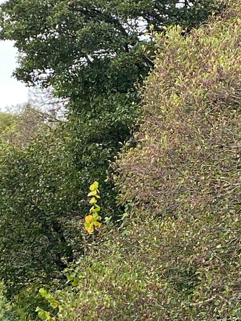 Leaves putting on a show.