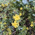 Winter Jasmine.