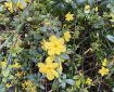 Winter Jasmine.