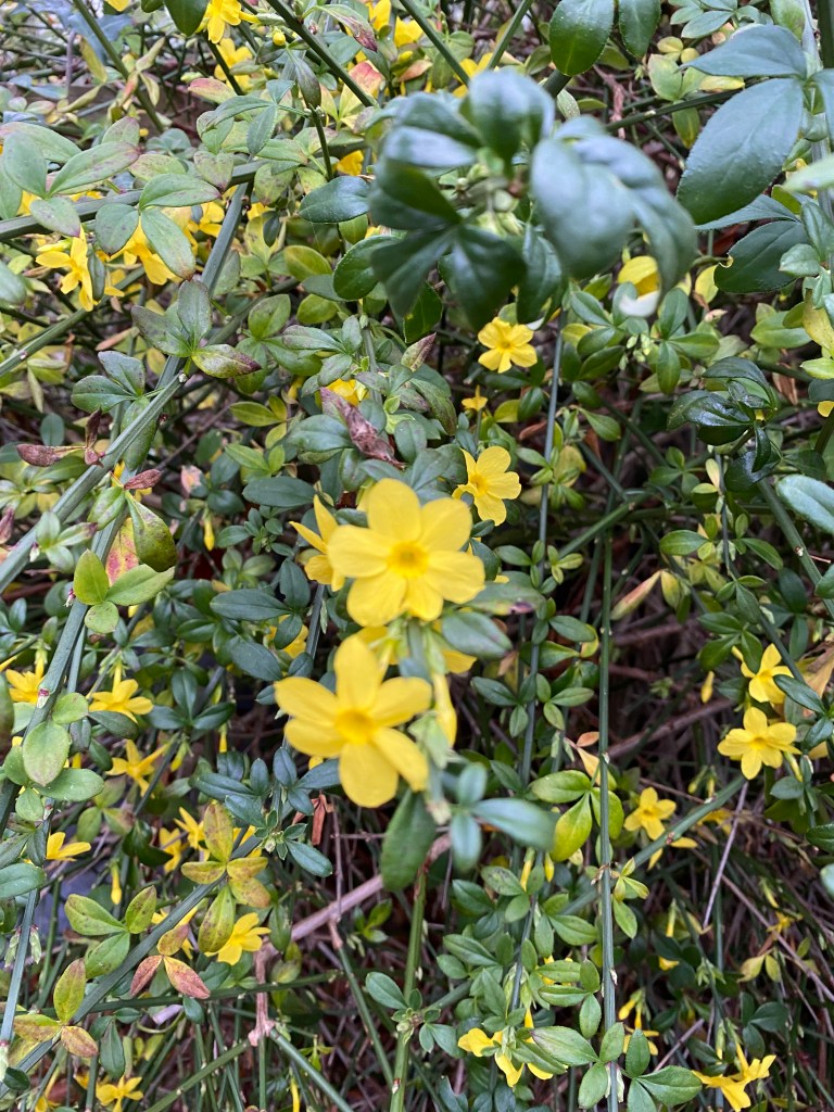 Winter Jasmine.
