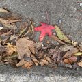 A read in amongst some other leaves by the kerbside.