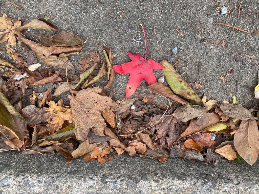 A read in amongst some other leaves by the kerbside.