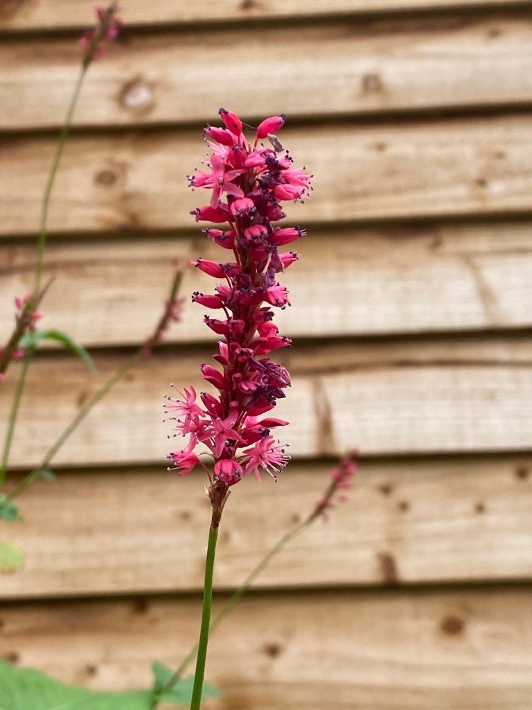 Kiss-me-over-the-garden-gate.