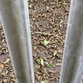 Autumn leaves though some bars.