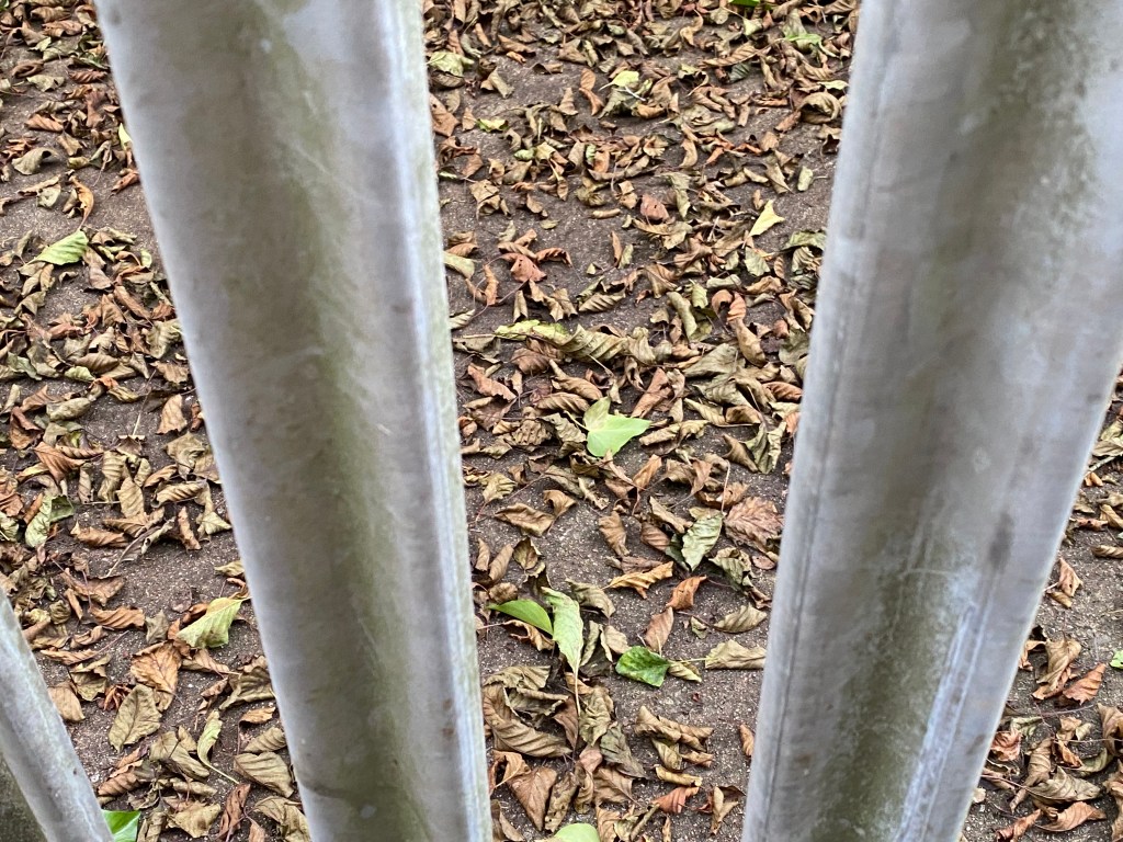 Autumn leaves though some bars. 