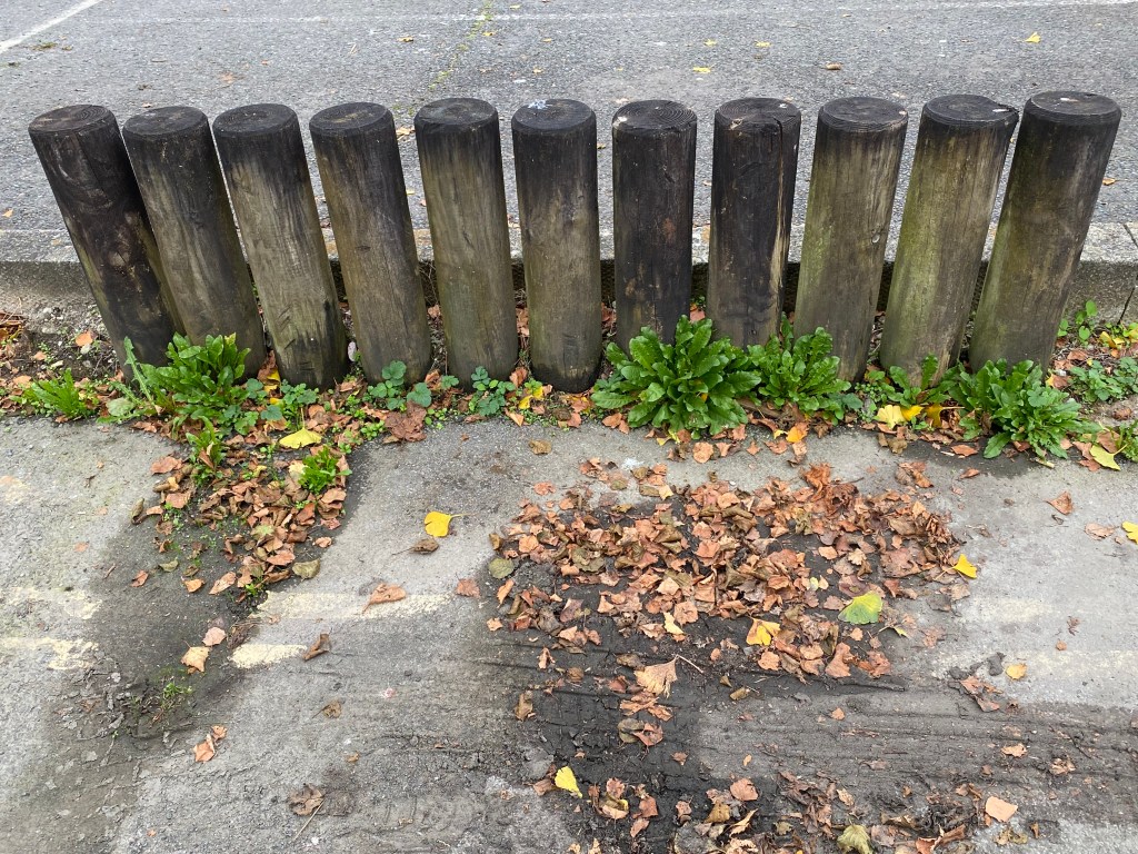 Eleven round wooden posts.