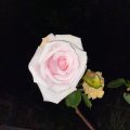 Pink rose in the dark.