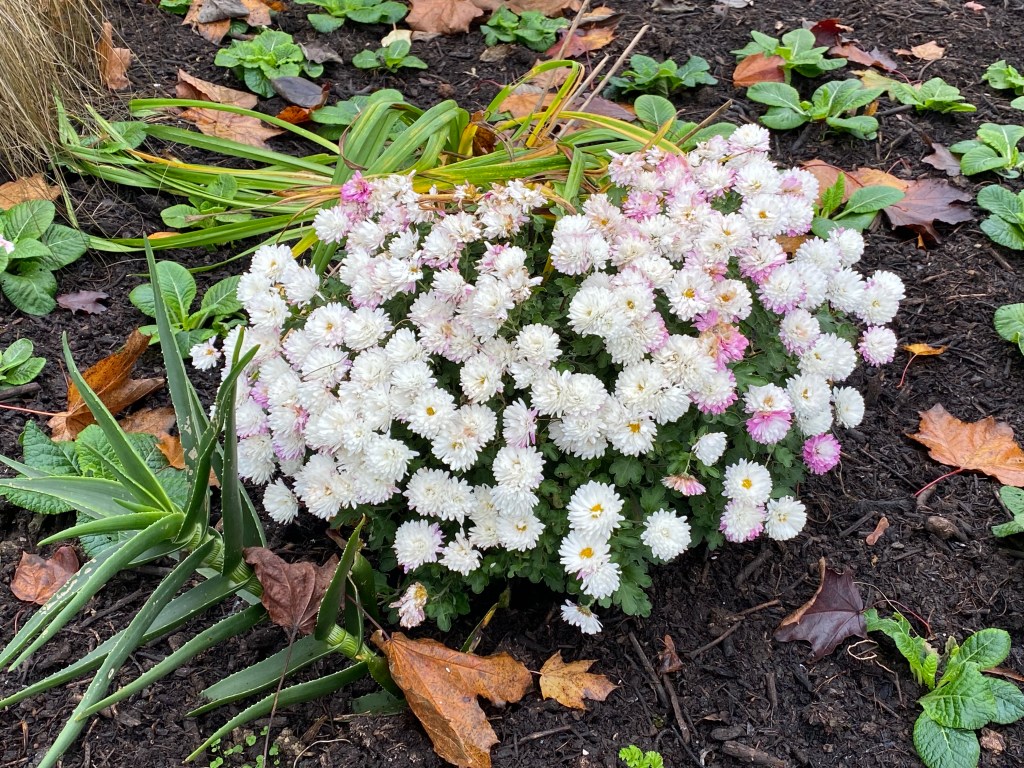 Bright white and pink flower.