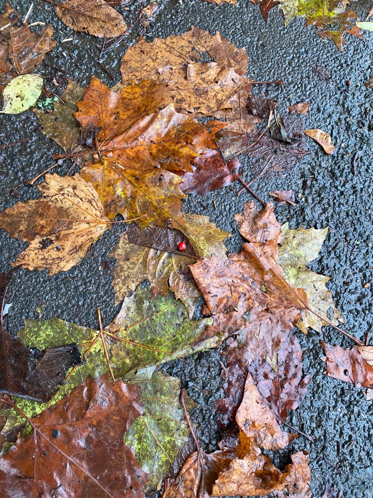 A small berry on wet leaves.