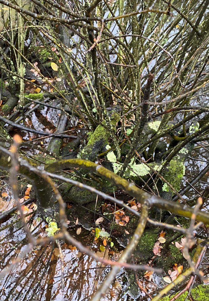 Willow growing in Totnes leat. 