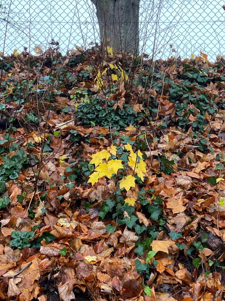 Young maple tree showing off in style.
