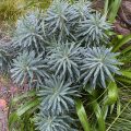Mediterranean Spurge with raindrops.
