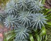 Mediterranean Spurge with raindrops.