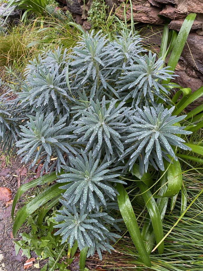 Mediterranean Spurge with raindrops.