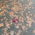 Maroon leave on the pavement covered by wet brown leaves.
