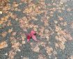 Maroon leave on the pavement covered by wet brown leaves.