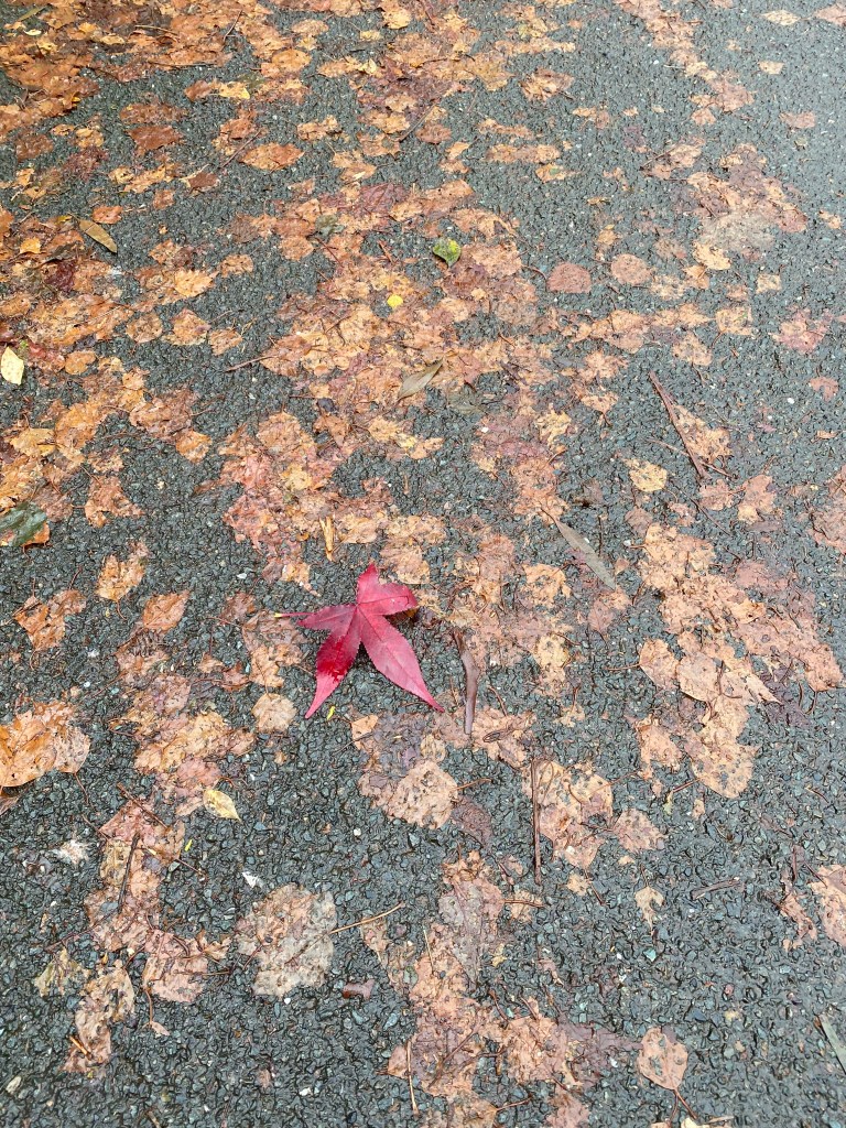 Maroon leave on the pavement covered by wet brown leaves.