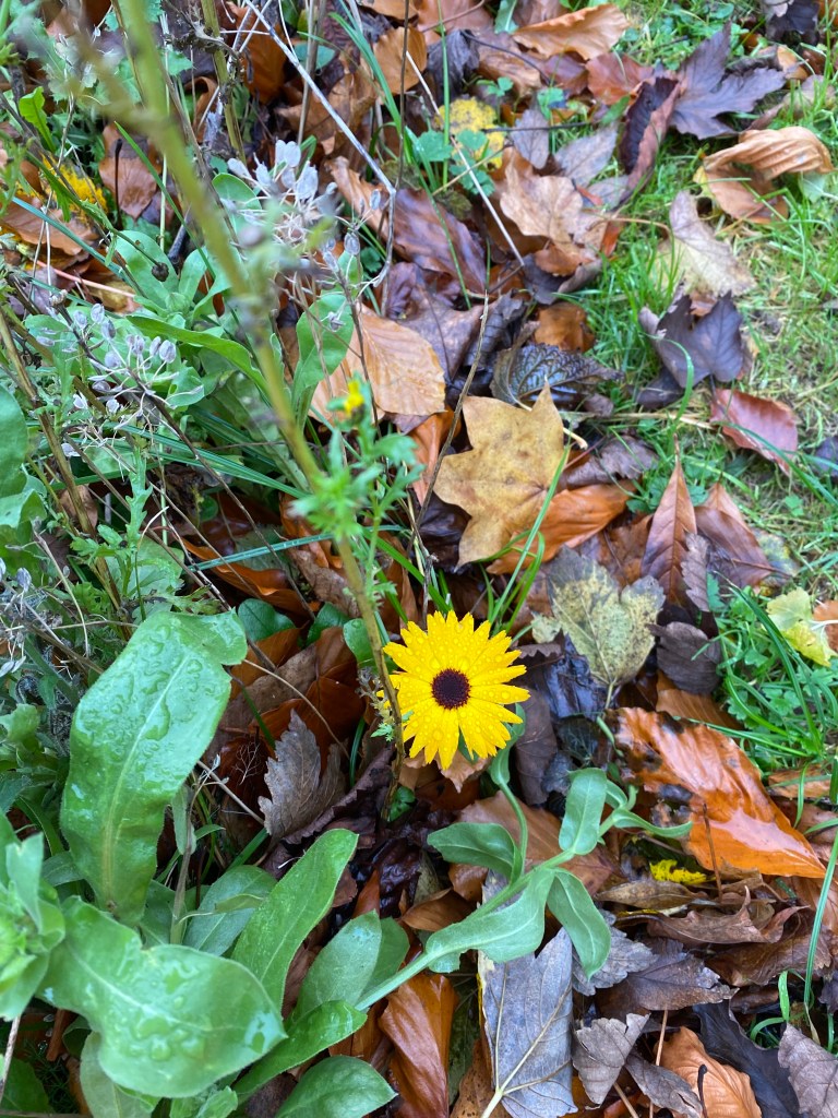 Yellow flower in the rain.