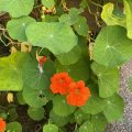 Nasturtium.
