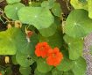Nasturtium.