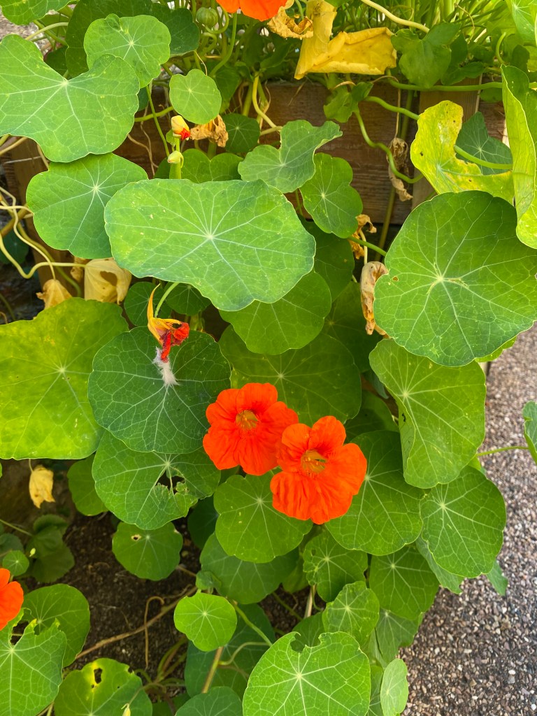 Nasturtium.