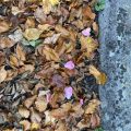 Pink Rose leaves on the kerb with autumn leaves.