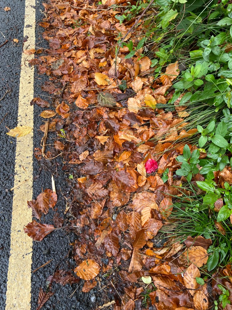 A read petal in an amongst wet copper leaves.