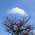 Cloud floating over a tree.