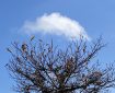 Cloud floating over a tree.