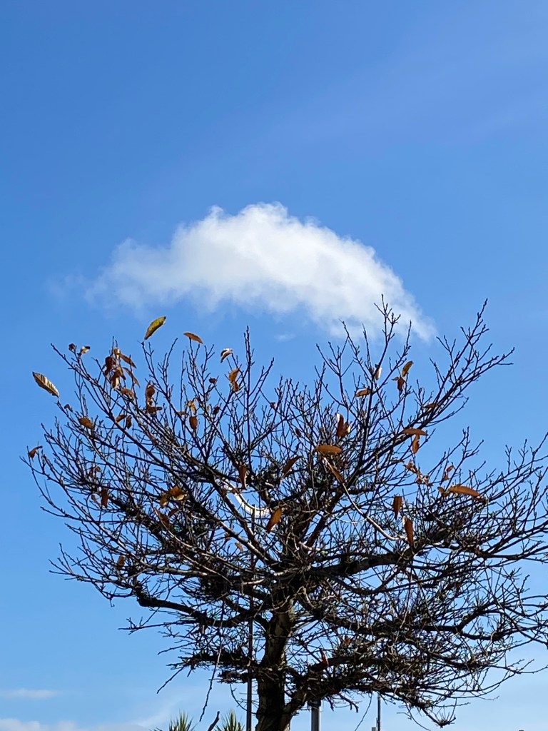 Cloud floating over a tree.