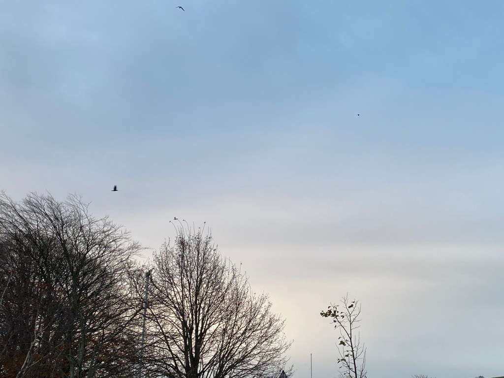 Bird in a clear sky.