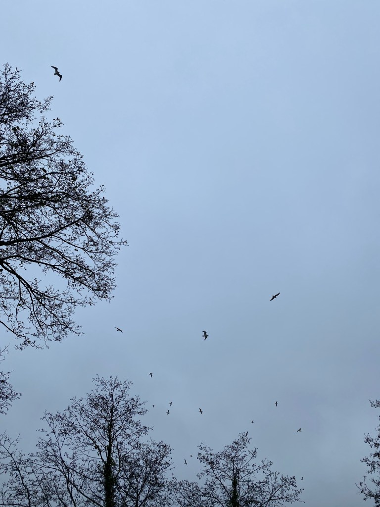 Seagulls in the grey evening sky.