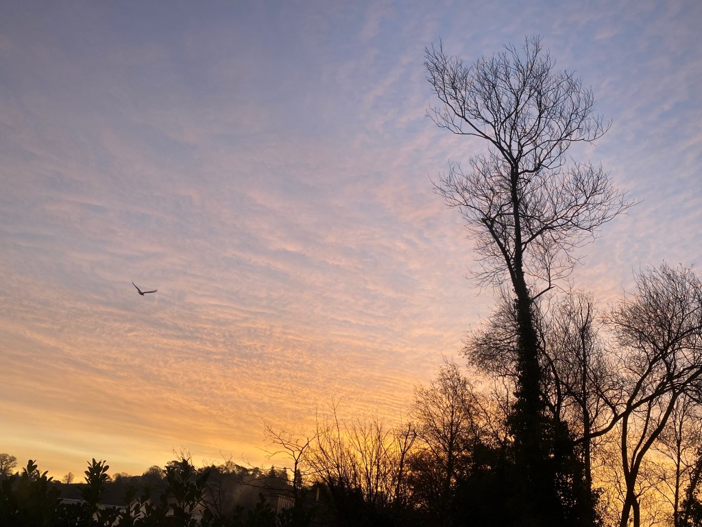 Morning sky with a passing seagull.