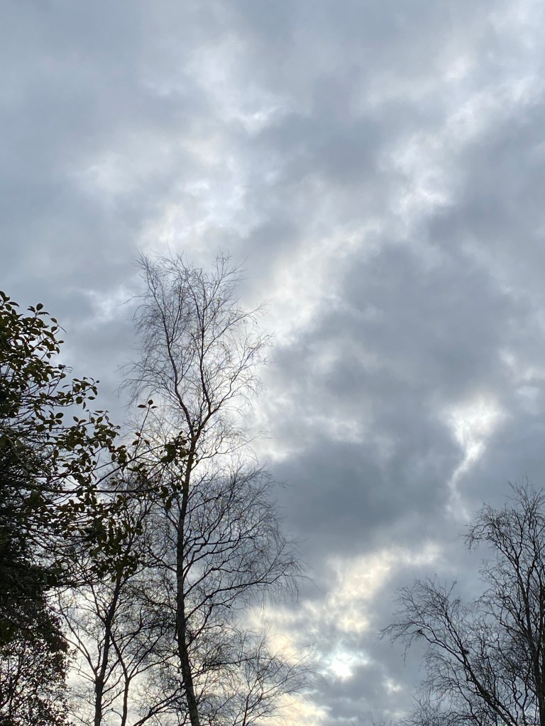 Billowing clouds in graduated greys hung above the silhouetted trees.