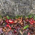 Colourful leaves against the stone wall.