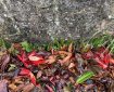 Colourful leaves against the stone wall.
