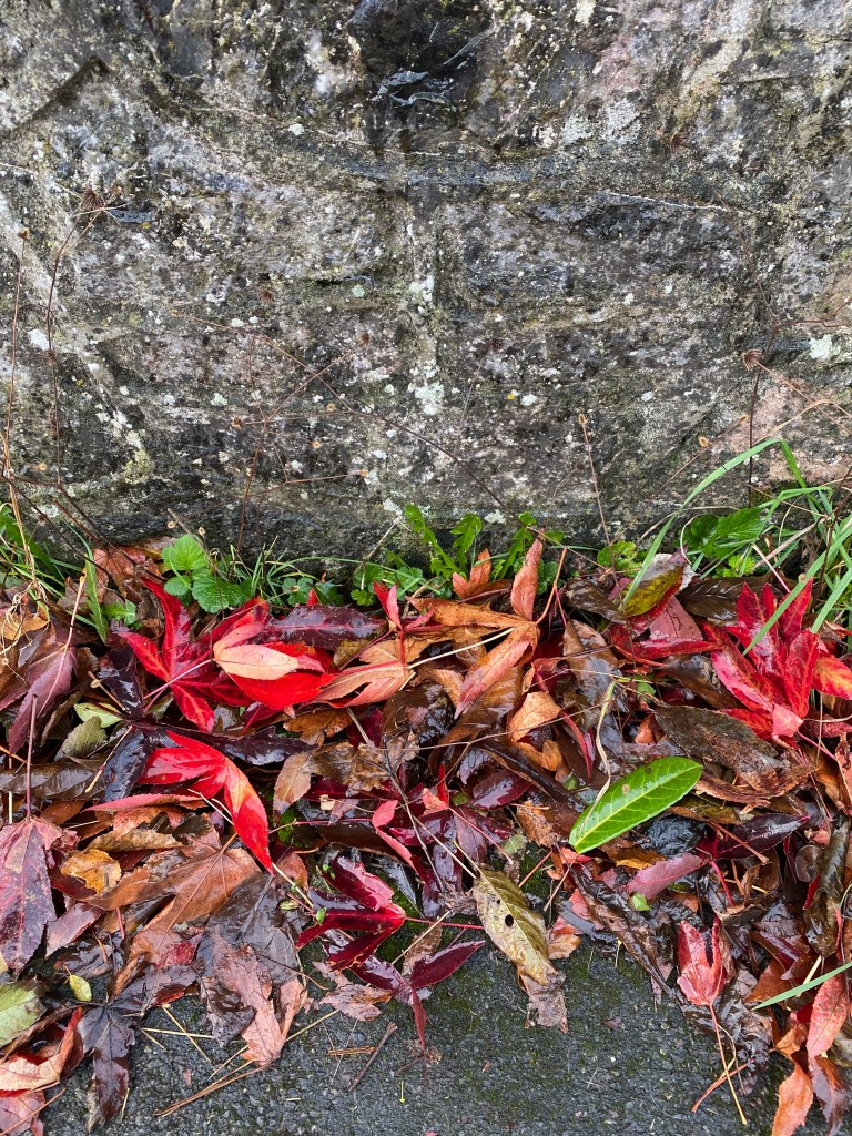 Colourful leaves against the stone wall.