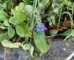 Borage (Starflower).