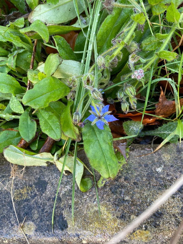 Borage (Starflower).