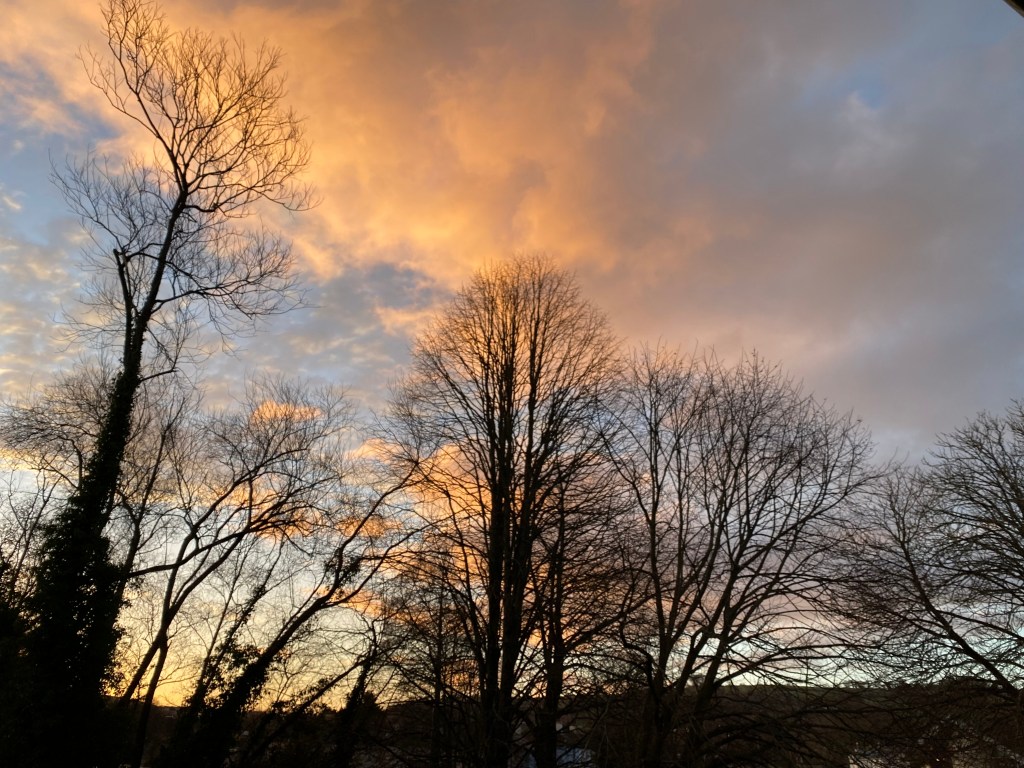 Trees in the early morning sunrise.