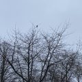 Crow on top of a tree.