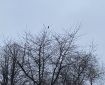 Crow on top of a tree.