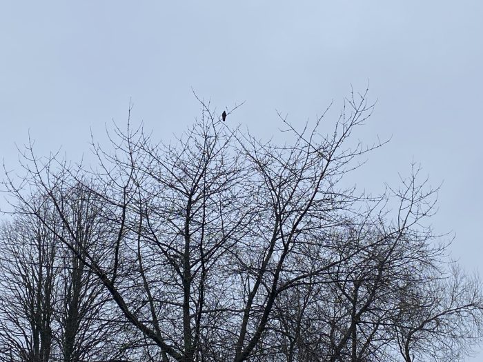 Crow on top of a tree.