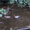 Two Mallard ducks on the Totnes Leat.