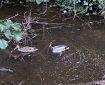 Two Mallard ducks on the Totnes Leat.