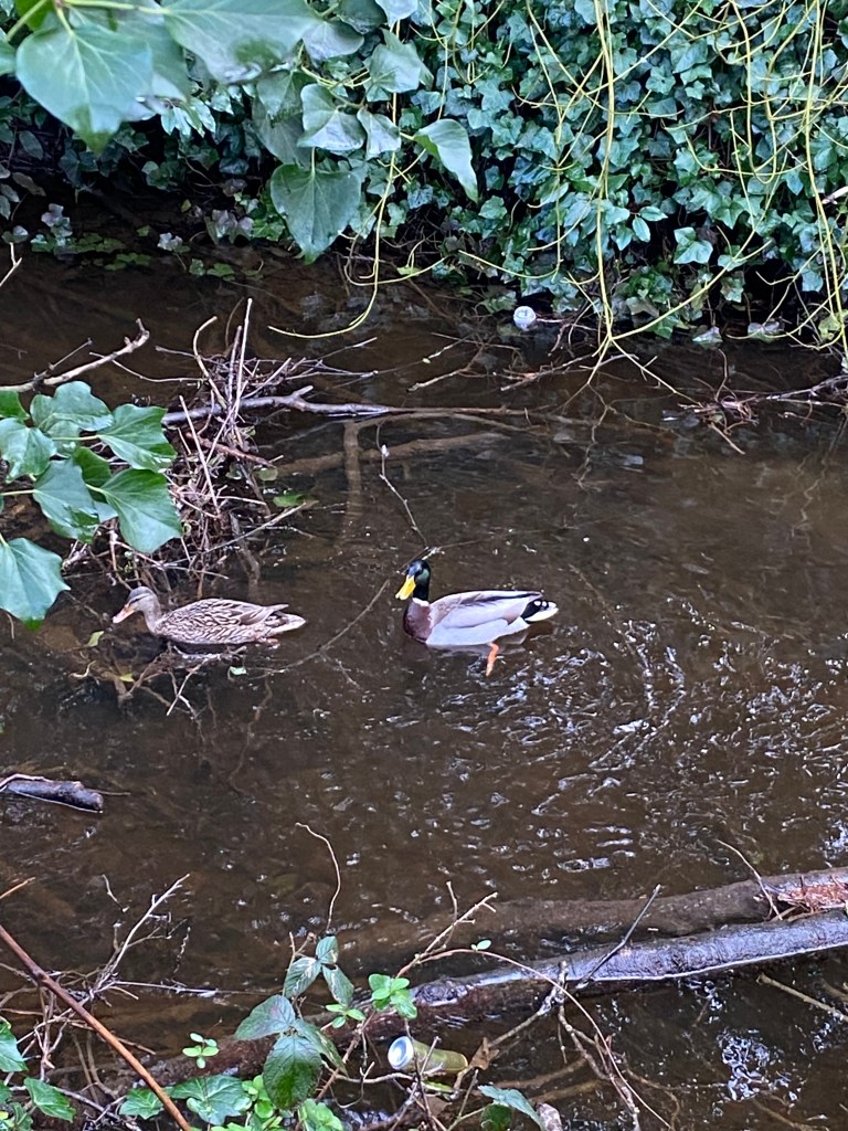Two Mallard ducks on the Totnes Leat.